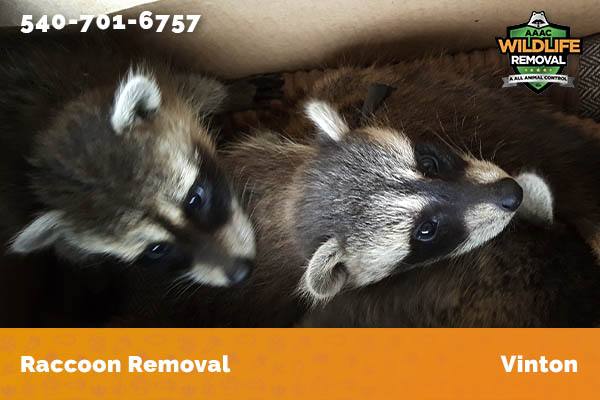 Raccoon Removal Vinton