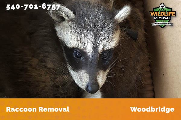 Raccoon Removal Woodbridge