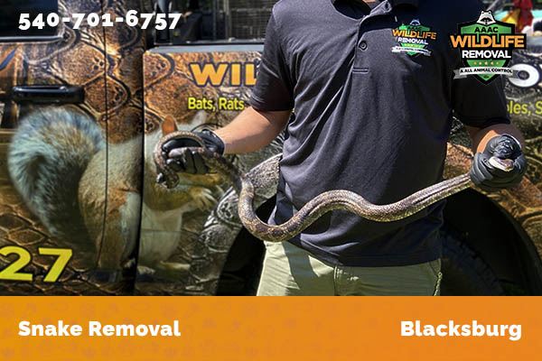 Snake Removal Blacksburg