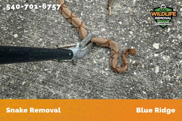 Snake Removal Blue Ridge