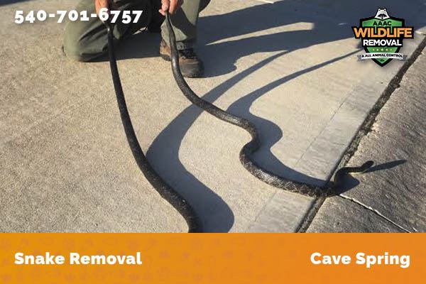 Snake Removal Cave Spring