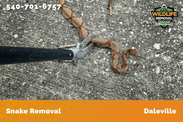 Snake Removal Daleville