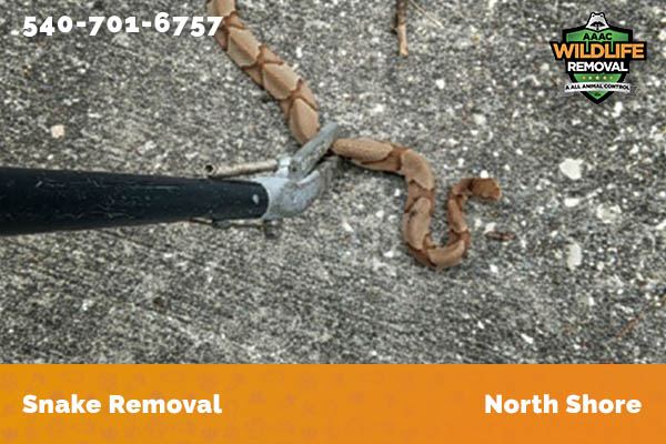 Snake Removal North Shore