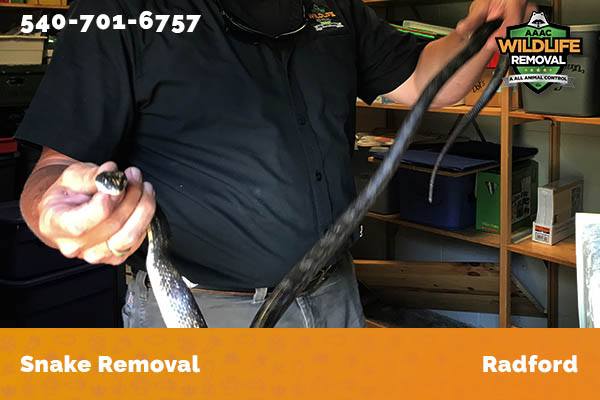 Snake Removal Radford