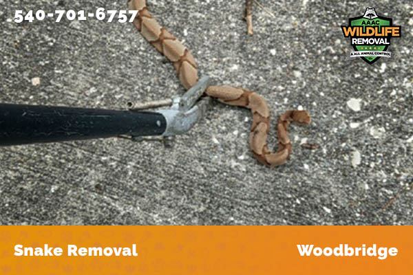 Snake Removal Woodbridge