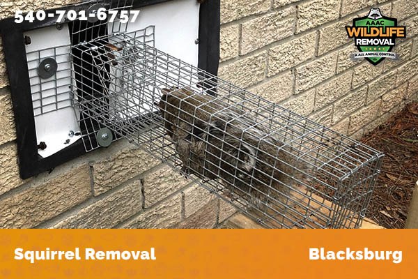 Squirrel Removal Blacksburg