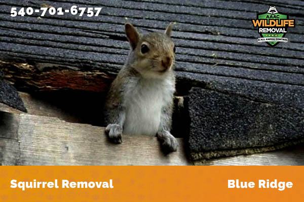 Squirrel Removal Blue Ridge