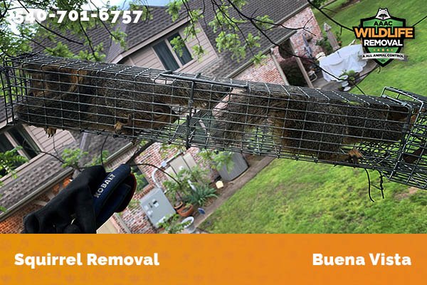 Squirrel Removal Buena Vista