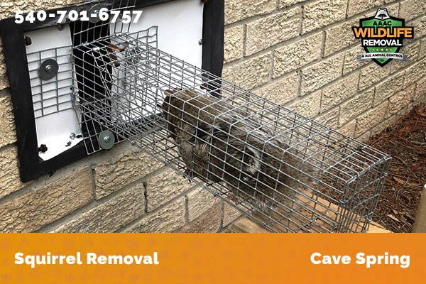 Squirrel Removal Cave Spring