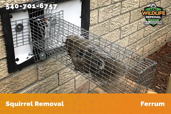 Squirrel Removal Ferrum