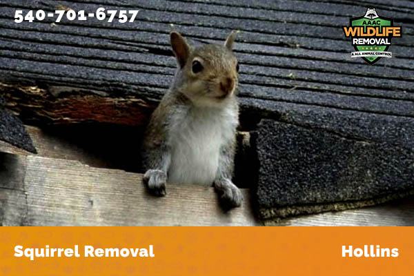 Squirrel Removal Hollins