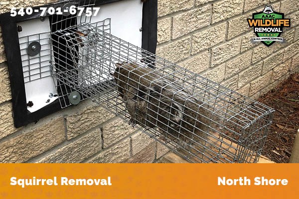 Squirrel Removal North Shore