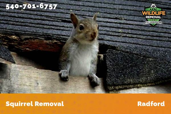 Squirrel Removal Radford
