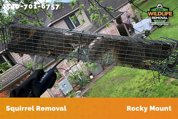 Squirrel Removal Rocky Mount