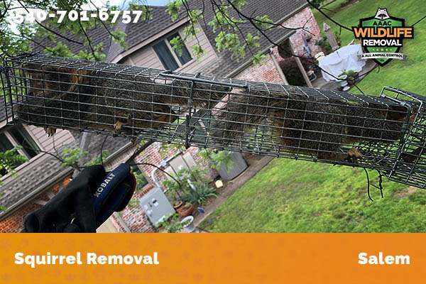 Squirrel Removal Salem