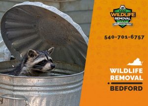Bedford Wildlife Removal professional removing pest animal
