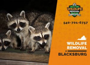 Blacksburg Wildlife Removal professional removing pest animal