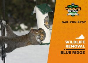 Blue Ridge Wildlife Removal professional removing pest animal