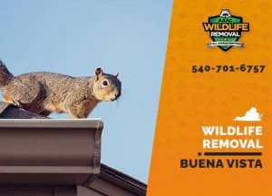 Buena Vista Wildlife Removal professional removing pest animal