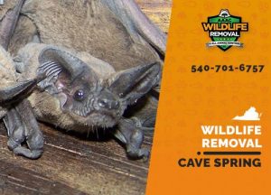 Cave Spring Wildlife Removal professional removing pest animal