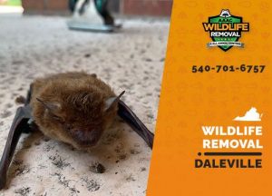 Daleville Wildlife Removal professional removing pest animal