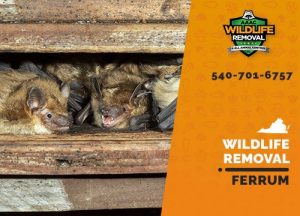 Ferrum Wildlife Removal professional removing pest animal