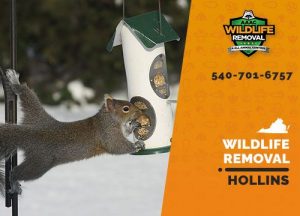 Hollins Wildlife Removal professional removing pest animal