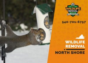North Shore Wildlife Removal professional removing pest animal
