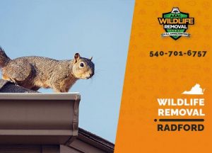 Radford Wildlife Removal professional removing pest animal