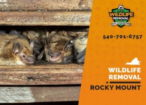 Rocky Mount Wildlife Removal professional removing pest animal