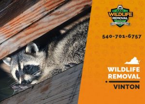 Vinton Wildlife Removal professional removing pest animal